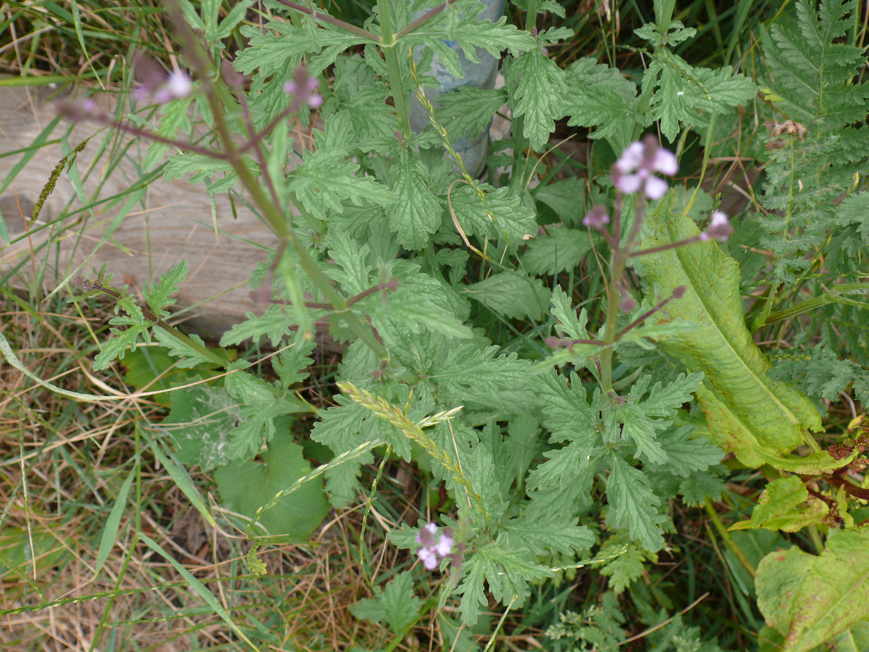 Verbena officinalis